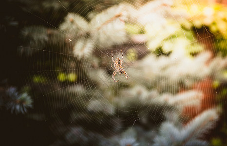 大蜘蛛在森林的型网络上图片
