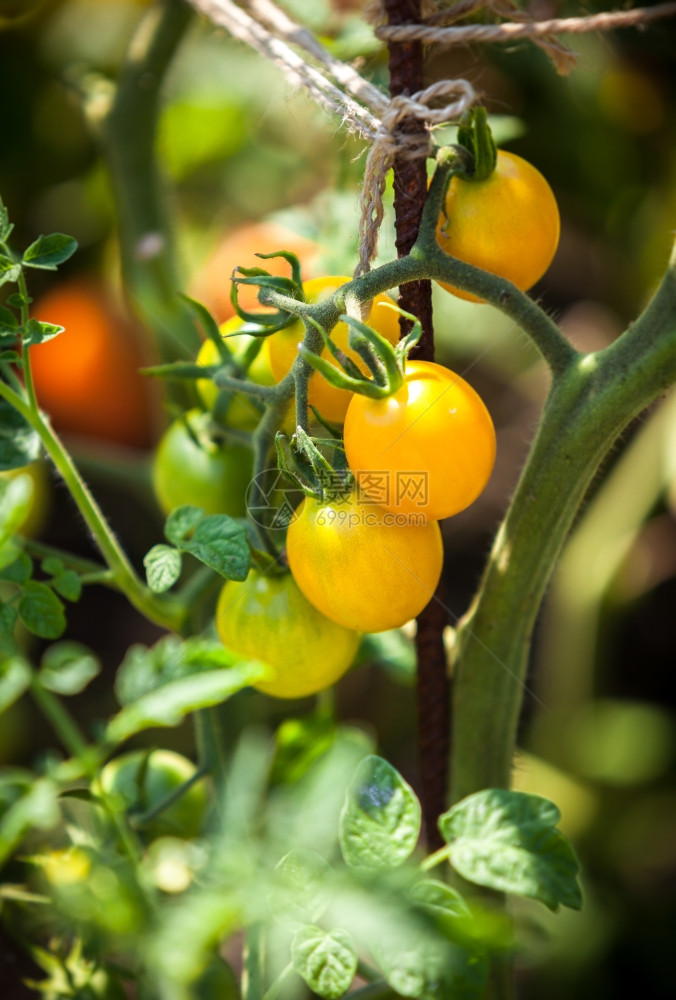 在阳光明媚的白天在花园床上生长的黄色西红柿近距离拍摄图片
