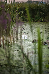 美丽的天鹅景色和在湖上游泳的鸟巢图片