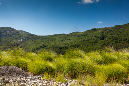 高绿草森林和山丘的田地风景美丽图片