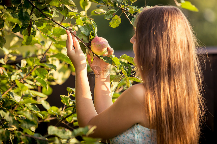 从树枝中摘苹果的年轻女子肖像图片