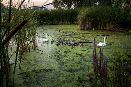 清晨在湖边游泳的天鹅大家族照片背景图片