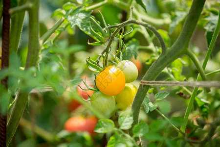 未成熟西红柿在花园种植黄番茄的近照片背景