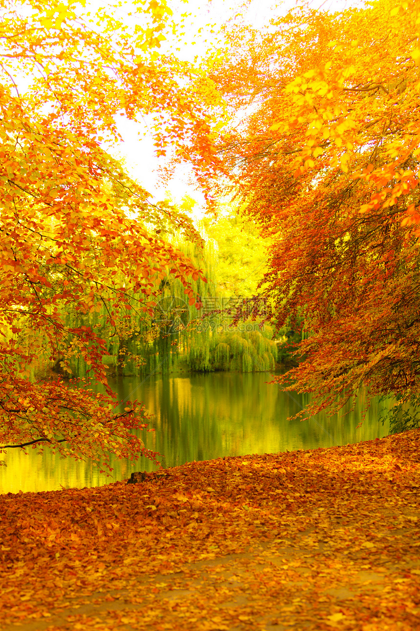 美丽的秋天公园风景树和池塘图片