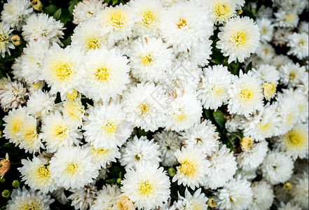 白色菊花盆的近照图片