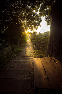 太阳光照在森林的木板路上图片