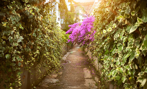 美丽道路和鲜花图片