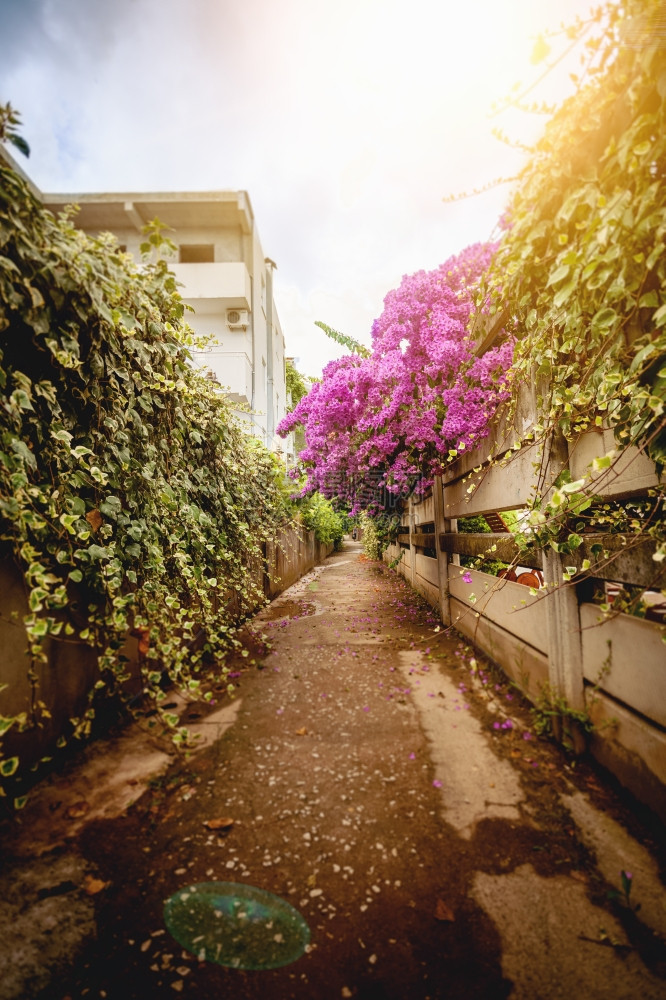 美丽道路和鲜花图片