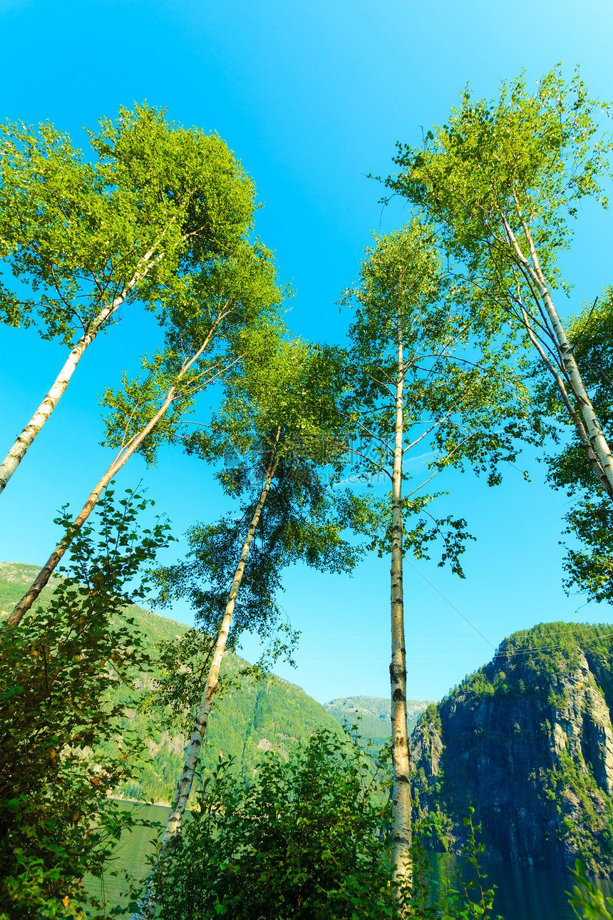 自然与环境银色双层树对着蓝天夏的山地景观旅行和游图片