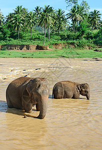 大象在河里洗澡图片