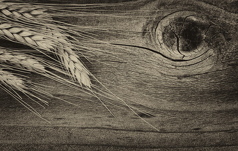 生锈木材上干小麦树茎的古老概念图片