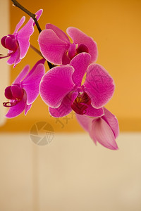优雅的粉红色紫兰花室内开的热带朵背景图片