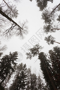 自然和环境在雾暗日秋树顶对天黑白照片图片
