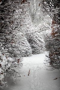 森林中高灌木长雪的高灌木之间冬季通道图片