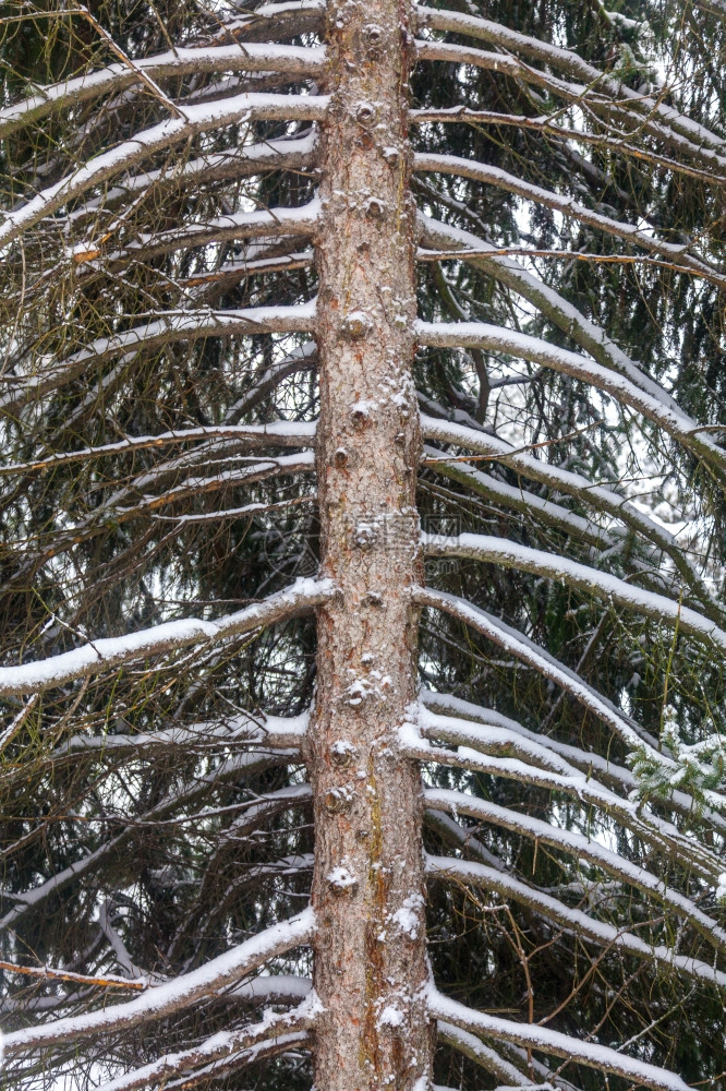 林树干外射出的雪图片