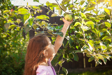 小黑发女孩在花园采绿苹果图片