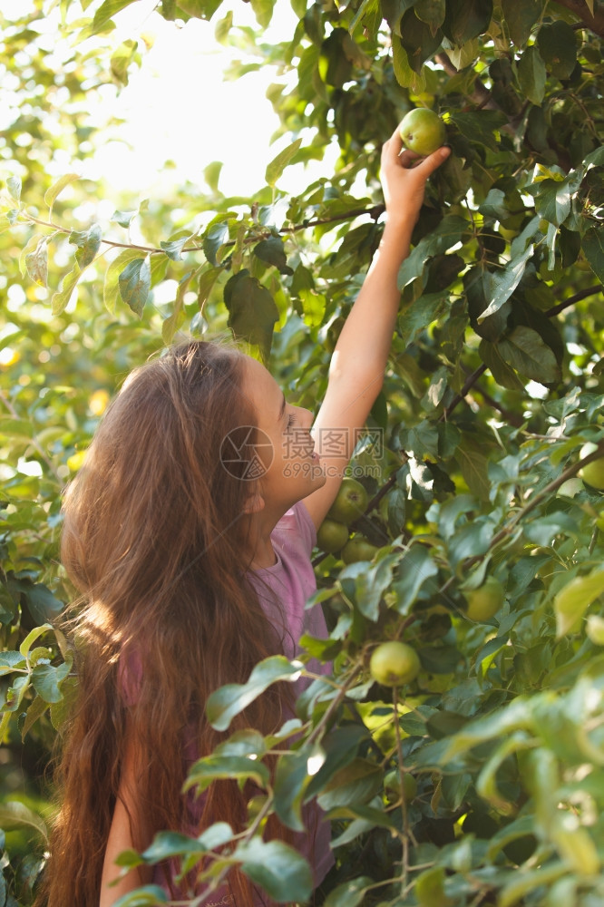 可爱的黑褐色女孩在阳光明媚的白天在树上达到绿苹果图片