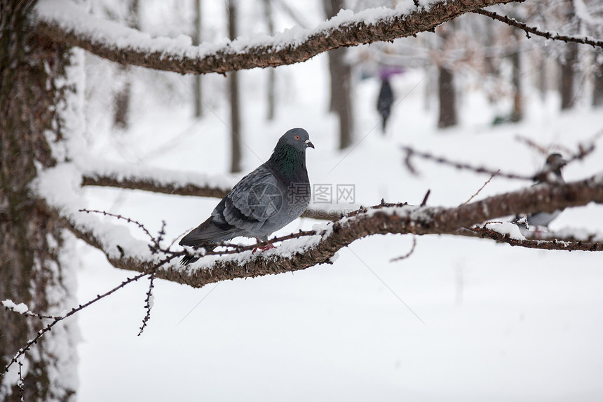 冬日坐在树枝上的黑白鸽子图片