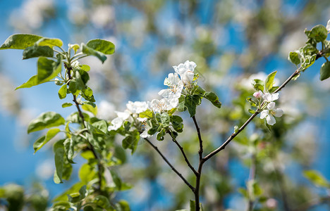 勃艮第叶雌蕊树枝上苹果花的剪贴照片背景