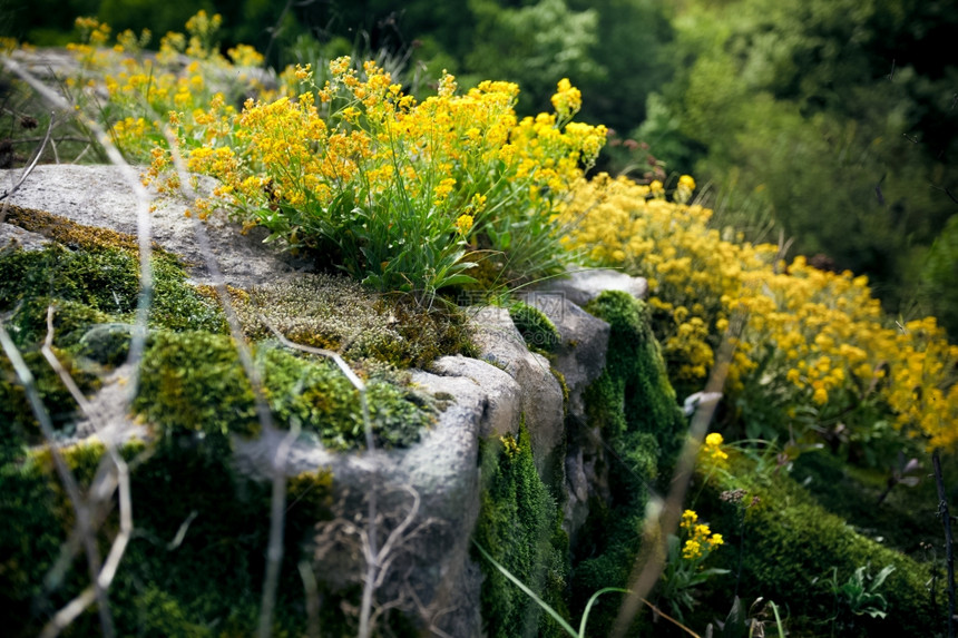 在悬崖上生长的黄花和苔近照片图片