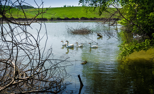 在田里池塘游泳的鹅群照片图片