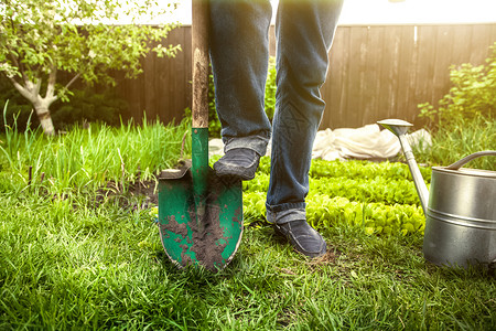 阳光明日男子在花园用铲踩的近距离照片农事高清图片素材