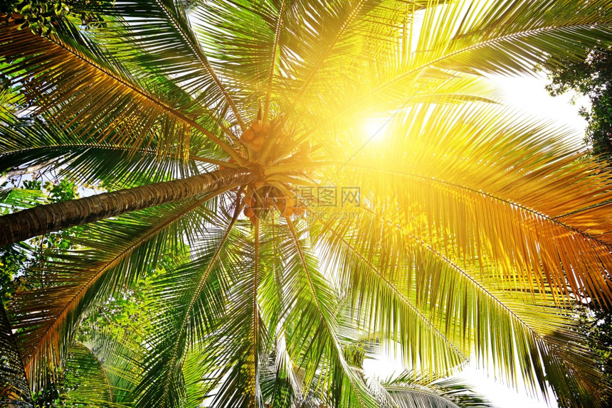 阳光透过棕榈树叶照亮图片