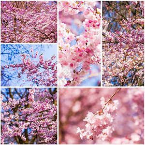 美丽的粉红樱花Sakura图片