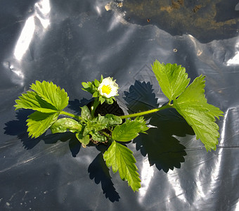 种植草莓图片