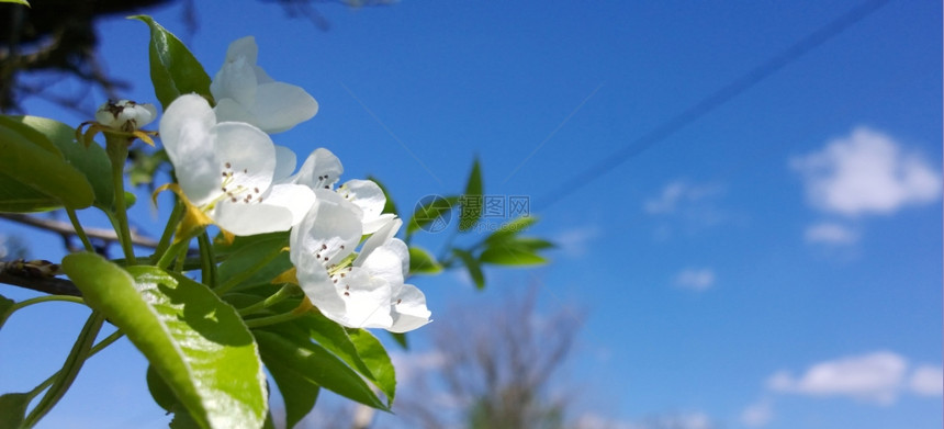 春樱花图片
