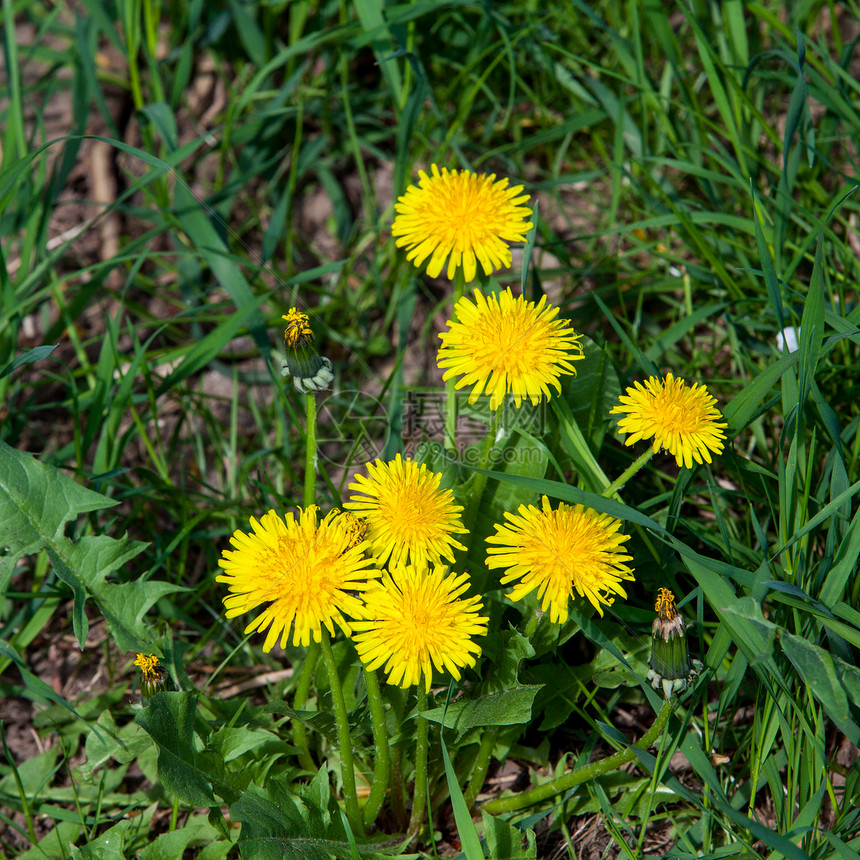 青草中的黄花朵图片