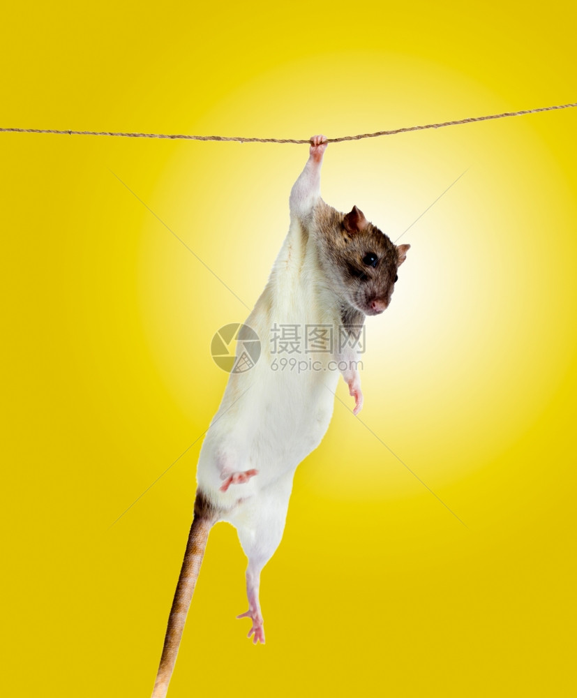 滑的小老鼠在绳子上图片