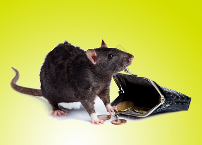 带钱包的老鼠图片