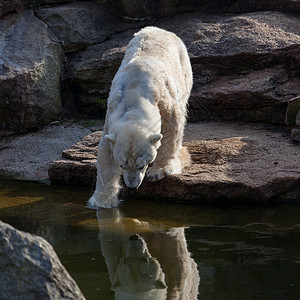 白北极熊图片
