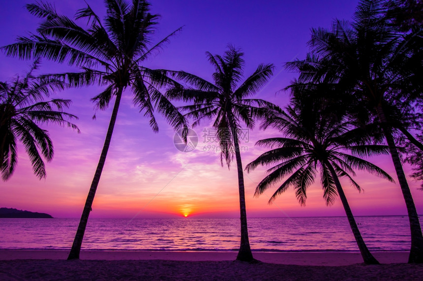 日落时棕榈树环影图片