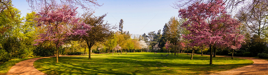 春美丽的公园花春全景在公园图片