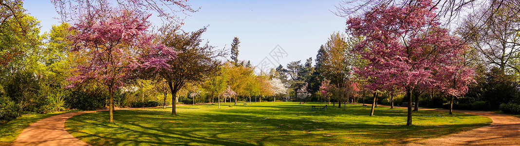 春美丽的公园花春全景在公园背景图片