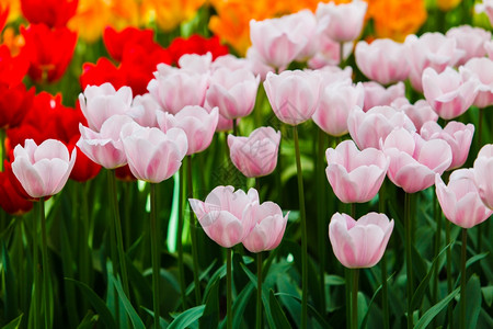 美丽的春花丰富多彩的郁金香花朵背景图片