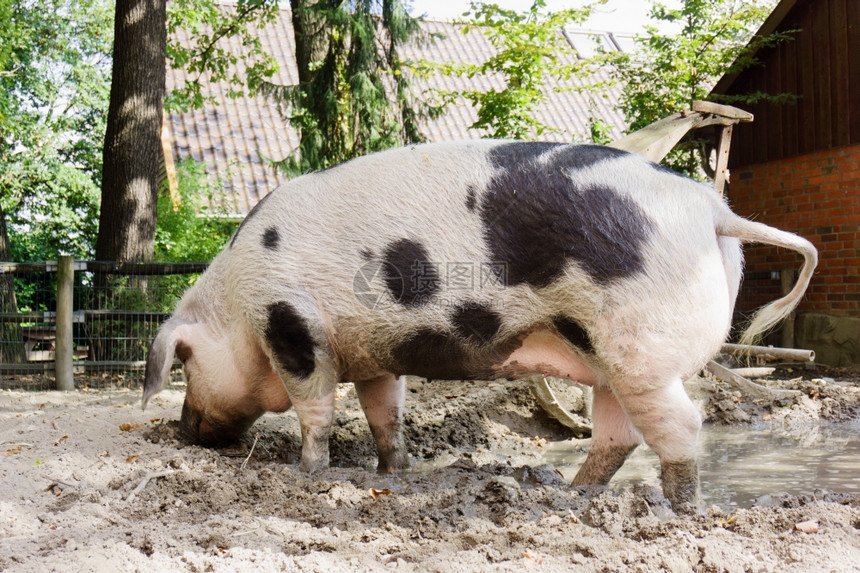 农场上的宠物猪图片