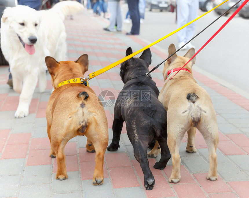 3个法国牛犬和拉布多图片