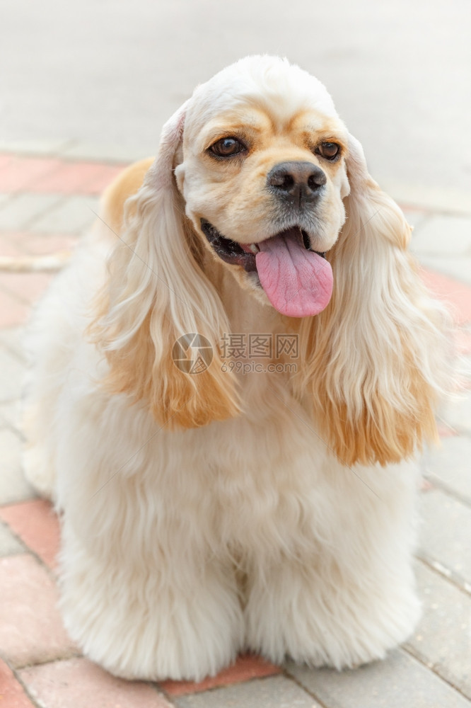 可爱的笑运动犬繁殖着美国鸡史帕尼耶手风或金皮大衣可爱的笑狗图片