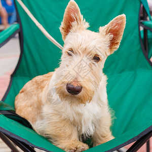 严重可爱的惠特犬苏格兰泰瑞狗说谎可爱的惠特犬图片