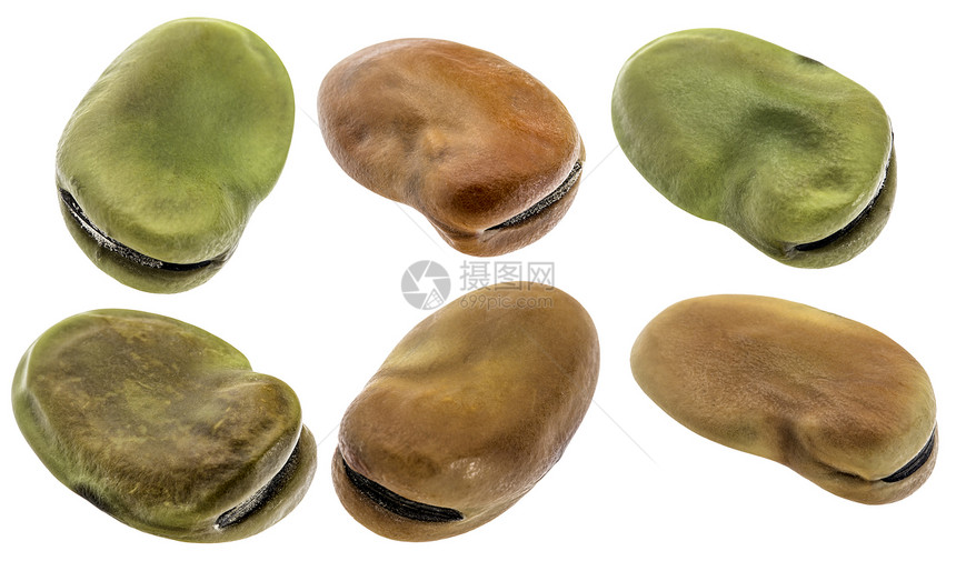 fava粗野豆6种子带剪切路径与世隔绝图片