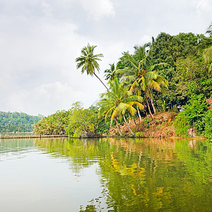 湖边热带丛林图片