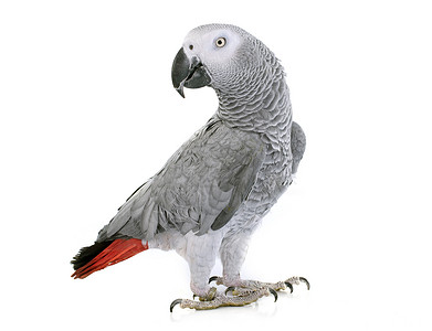 白色背景面前的非洲灰鹦鹉高清图片