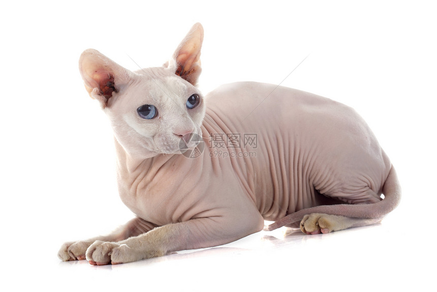 白色背景面前的无毛猫Sphynx图片