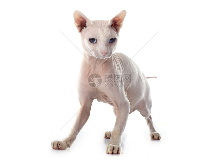 白色背景面前的无毛猫Sphynx图片