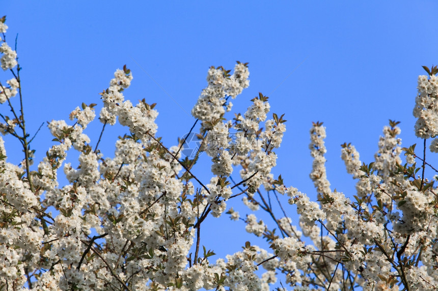 春天开花的树图片