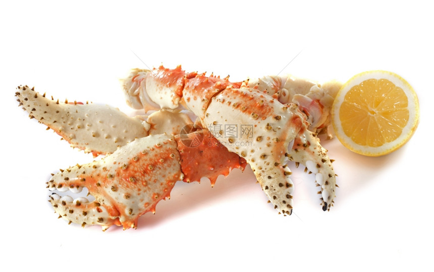 红王螃蟹在白色背景面前图片