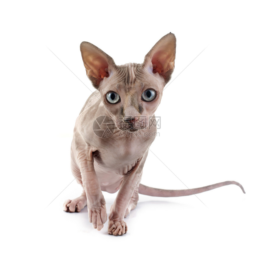 白色背景面前的无毛猫Sphynx图片